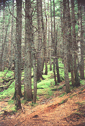 the forest to Avalanche Lake