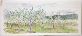 Orchard.JPG